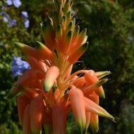 Aloe cooperi (Aloes trawiasty) - dsc_0149[1].jpg